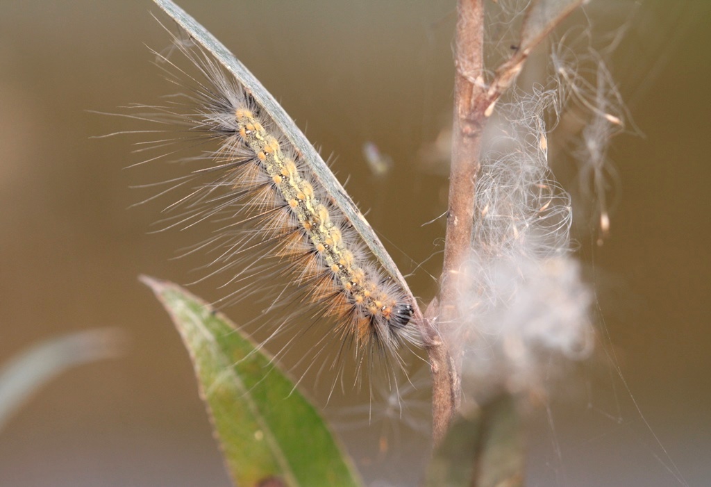 Bruco - Aiuto ID - Hyphantria cunea